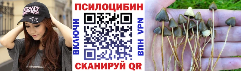 kraken tor  Чадан  Псилоцибиновые грибы мицелий 